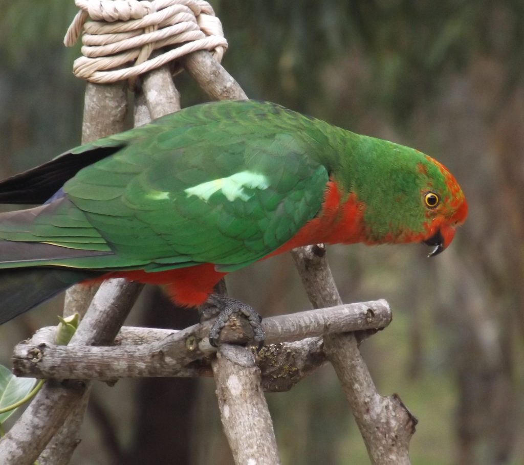 King Parrots and Yellow-Tailed Black&nbsp;Cockatoo