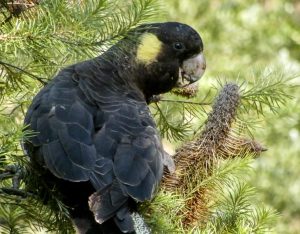 Yellow-tailed Black-Cockatoo Bird