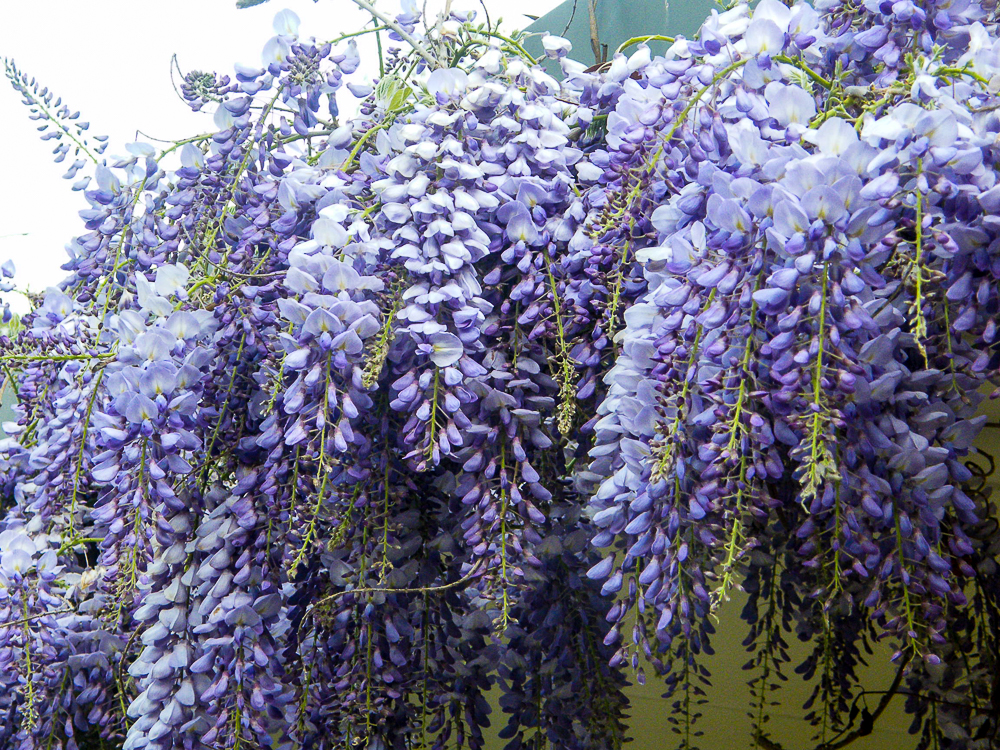 Wisteria Colonnade and Veranda Lace –&nbsp;Spectacular