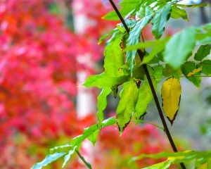 Uccello Lane Foliage