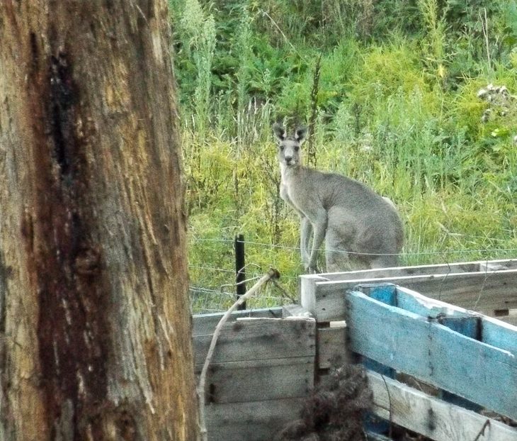 Kangaroo a.k.a. Skippy - Eats new grass and visits - then gently jumps away...no hassle