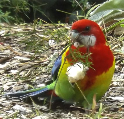 Eastern and Crimson&nbsp;Rosella