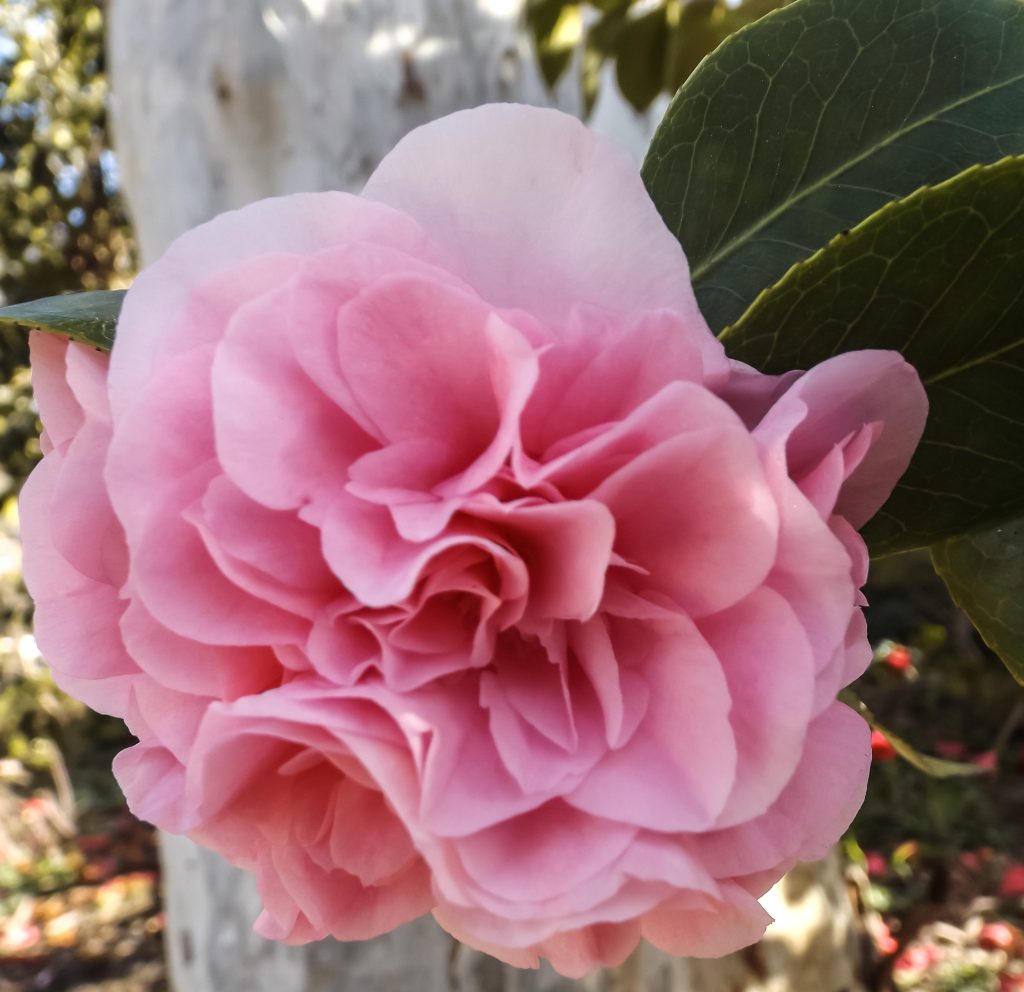 Camellia