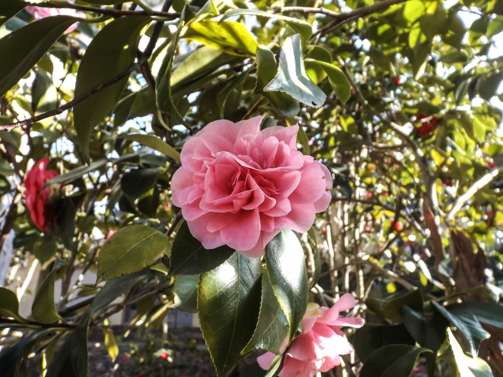 Camellia