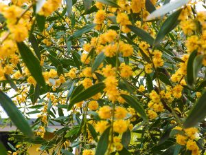 Wattle Tree in bloom