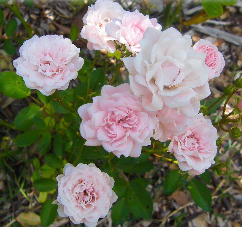 Rosa 'Meidomonac' (Bonica Rose)