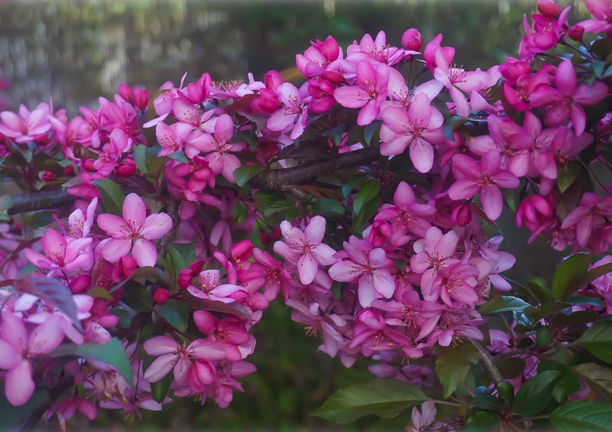 Malus 'Royal Raindrops - Crab Apple Blossom