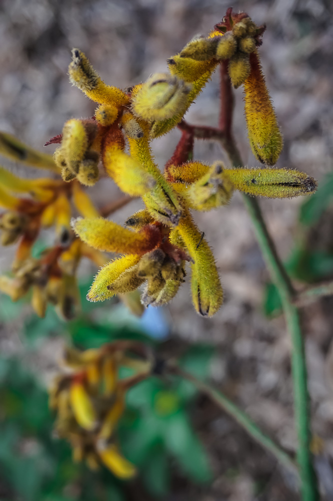 Kangaroo Paws - Anigozanthos