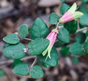 Correa - Dusky Bells for the Birds - Native Plant