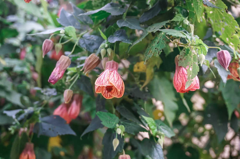 Abutilon (Chinese Lantern) and&nbsp;Poppies