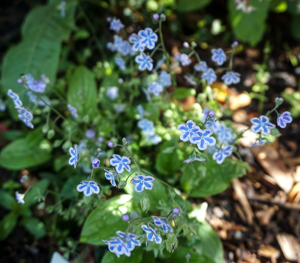 Omphalodes cappadocica 'Starry Eyes' flower. Type of creeping Forget Me Not's