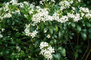 Choisya - Mexican Orange Blossom