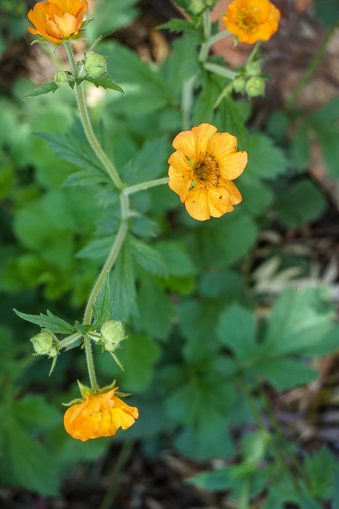 Geum Orange - Perennial