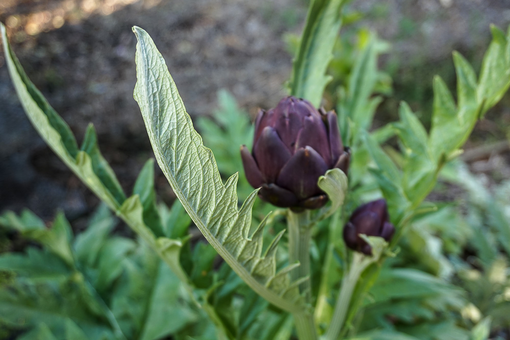 Artichoke - purple flower