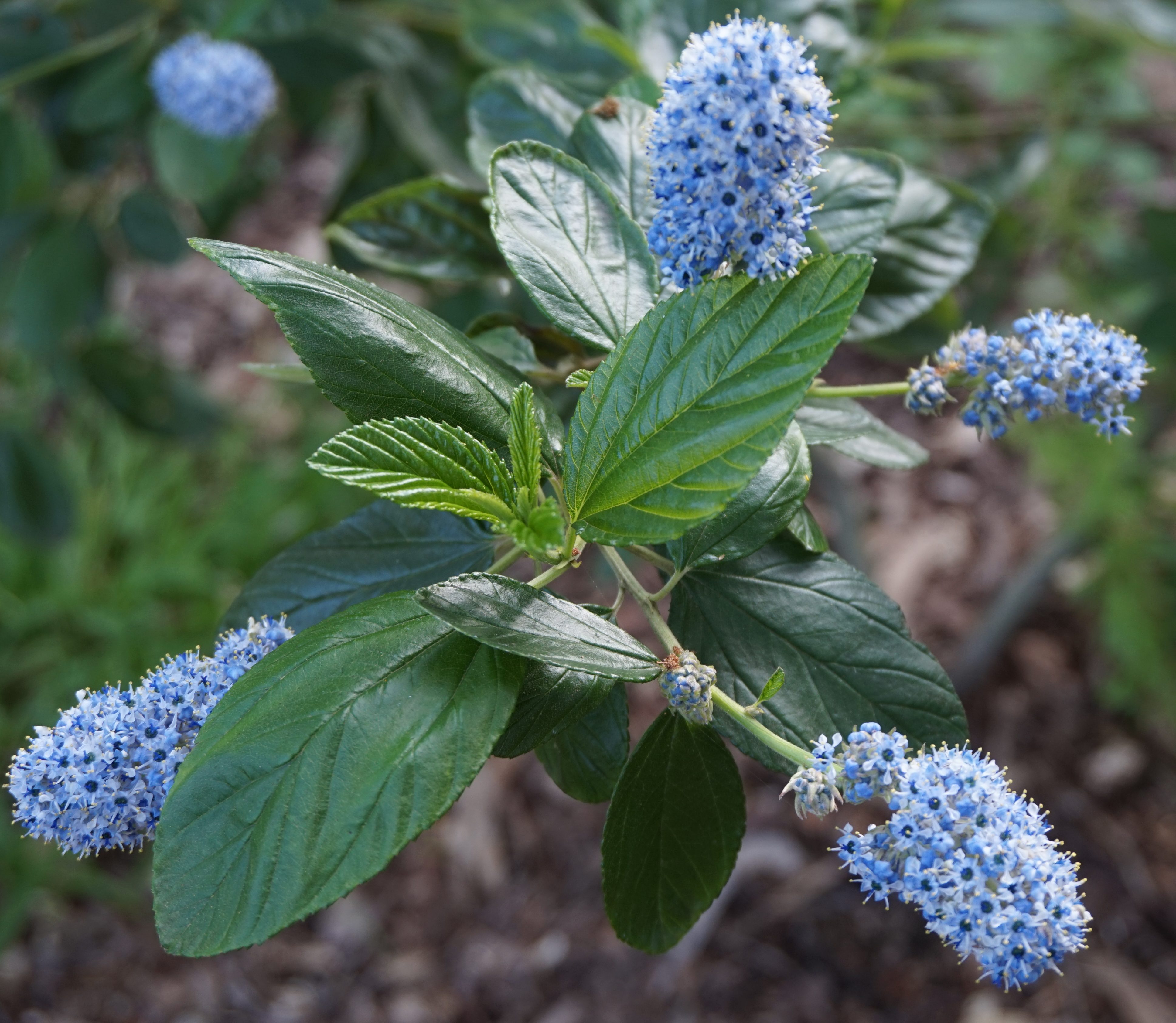 Ceanothus - California Lilac - Flower