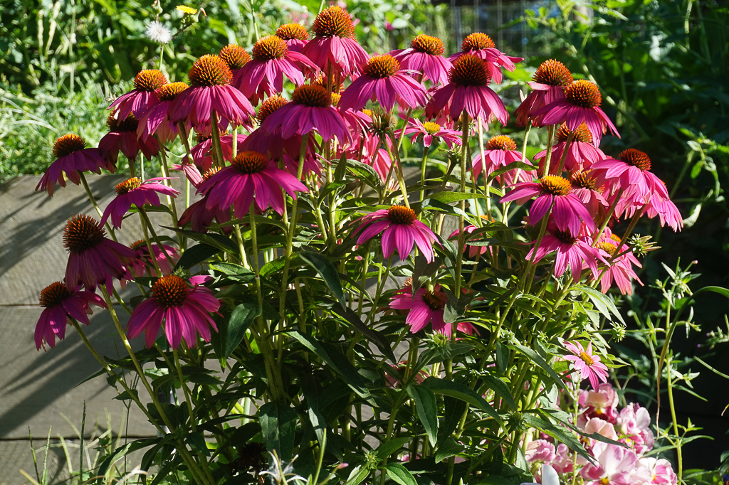 Echinacea - Coneflower