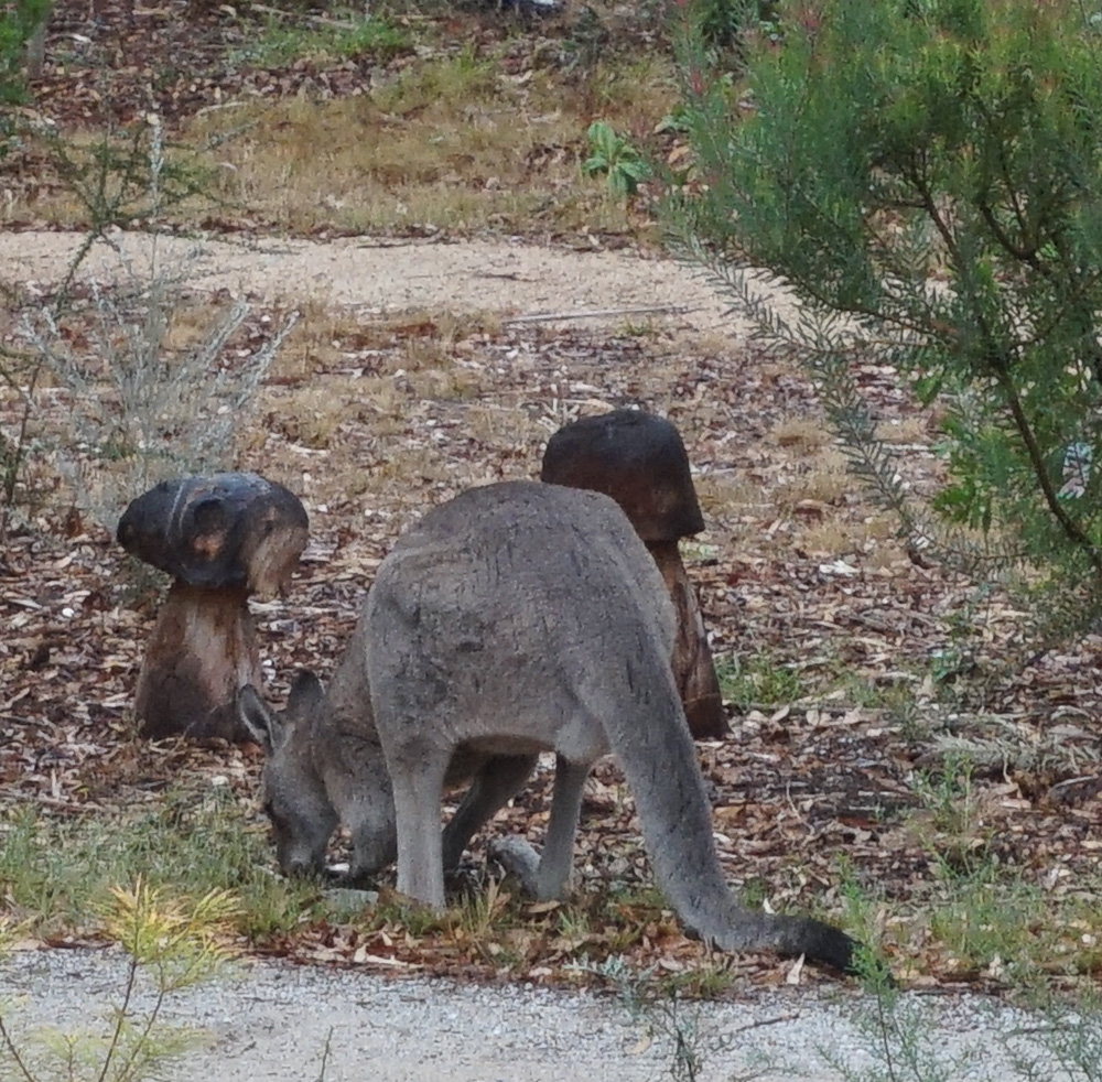Kangaroo doing some weeding