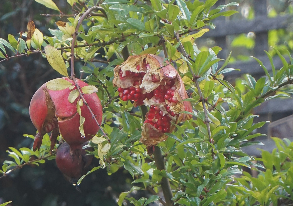Pomegranate - after the birds