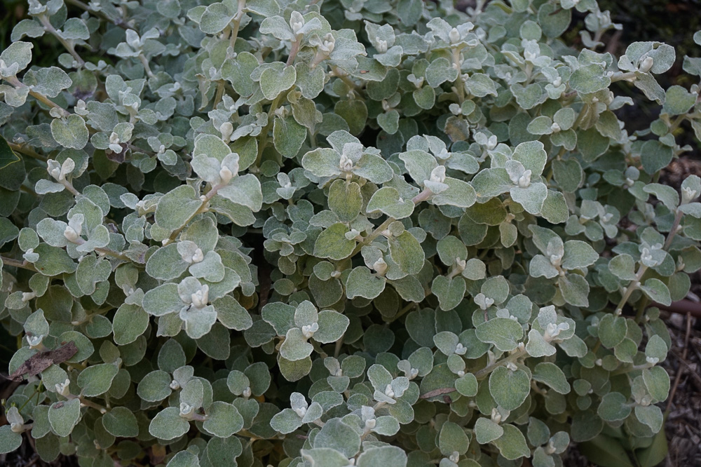 Helichrysum petiolare