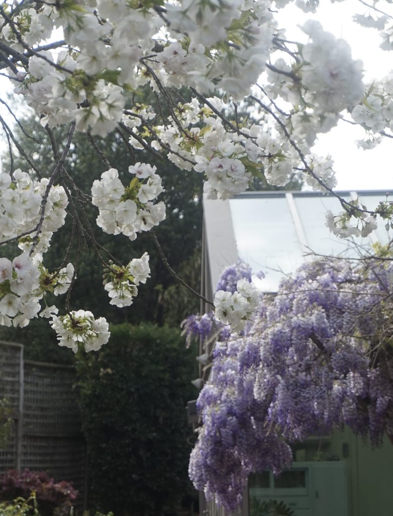 "The Bank" - Wisteria and Cherry Blossom Tree