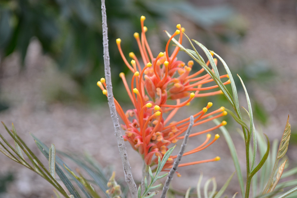Grevillea 'Superb'