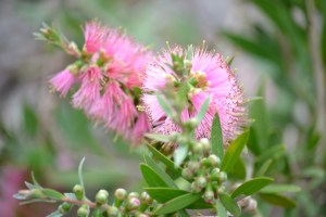 Callistemon - 'Mauve Mist'