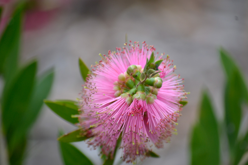 Callistemon - 'Mauve Mist'