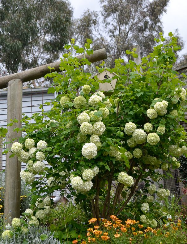 Viburnum ‘Snowball Bush"