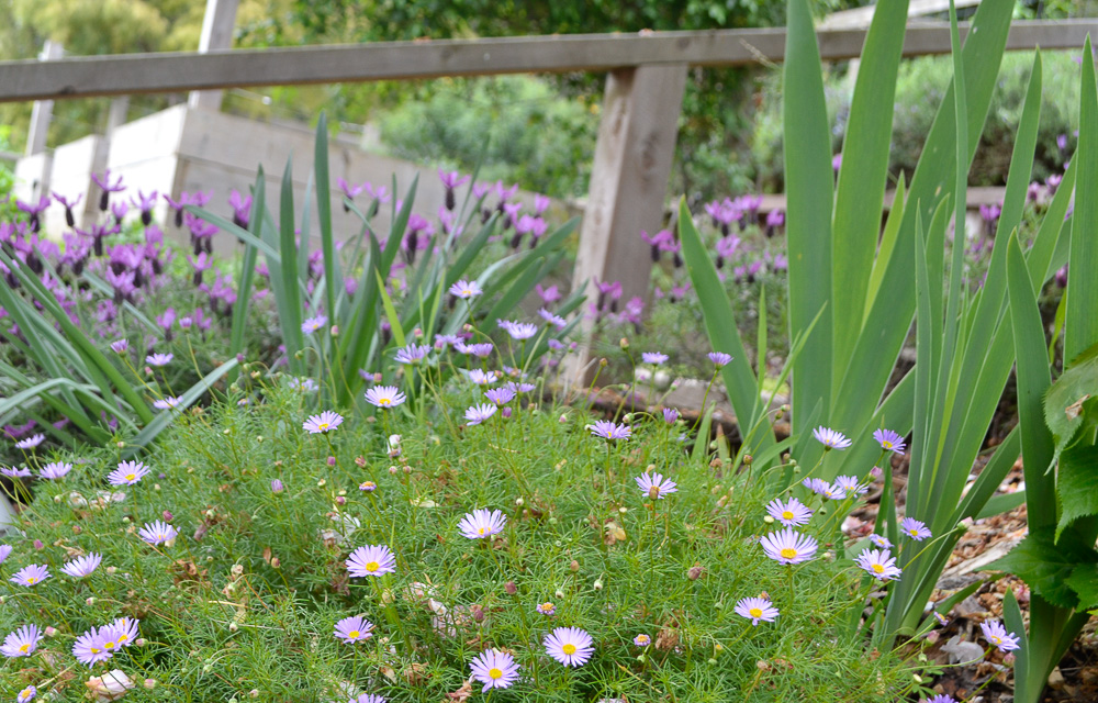 Lavender and Iris with Scabious