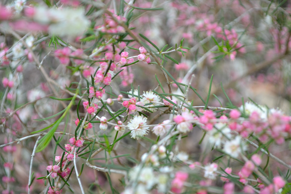 Myrtle - Hypocalymma angustifolium rubrum