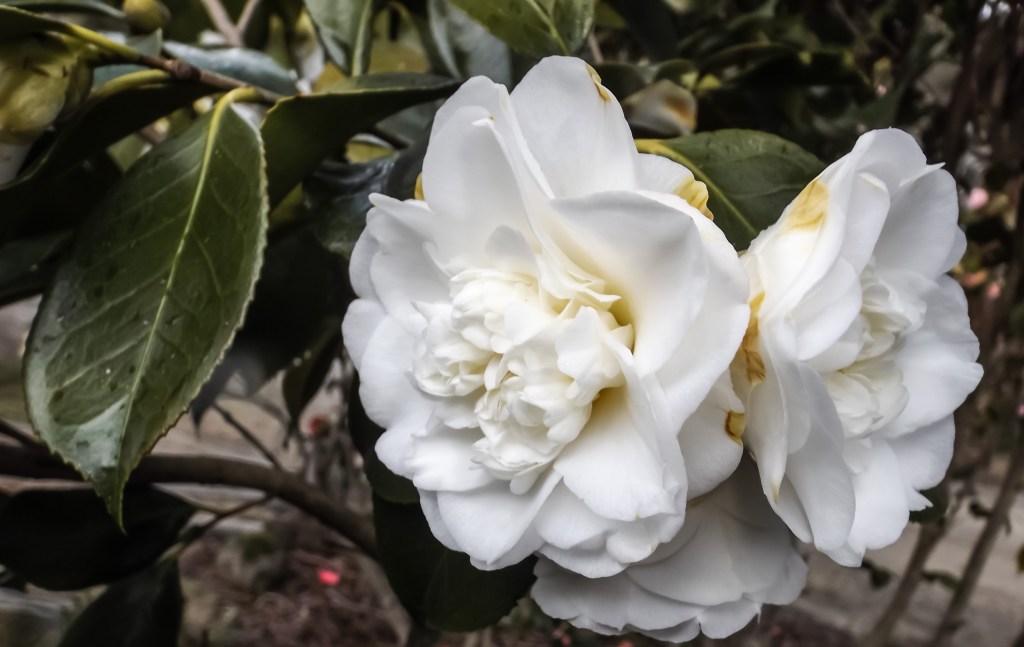 Camellia