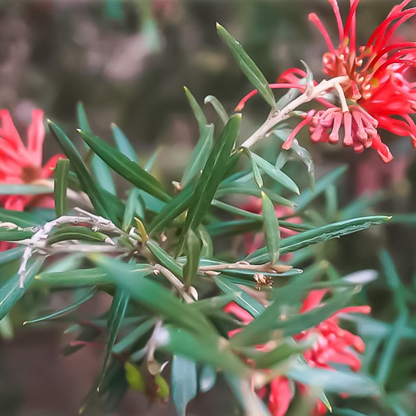 Grevillea juniperina