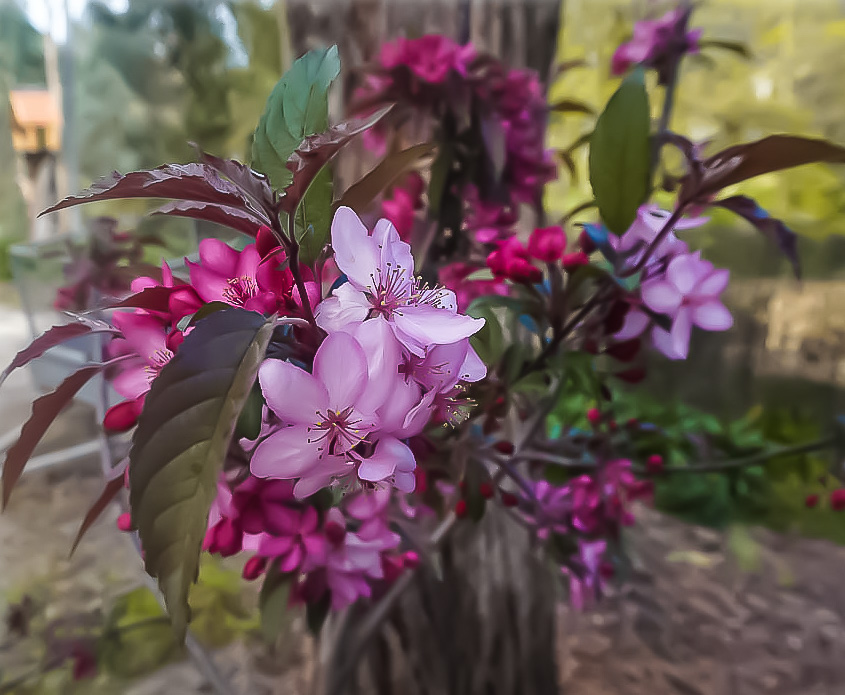Malus 'Royal Raindrops - Crab Apple Blossom