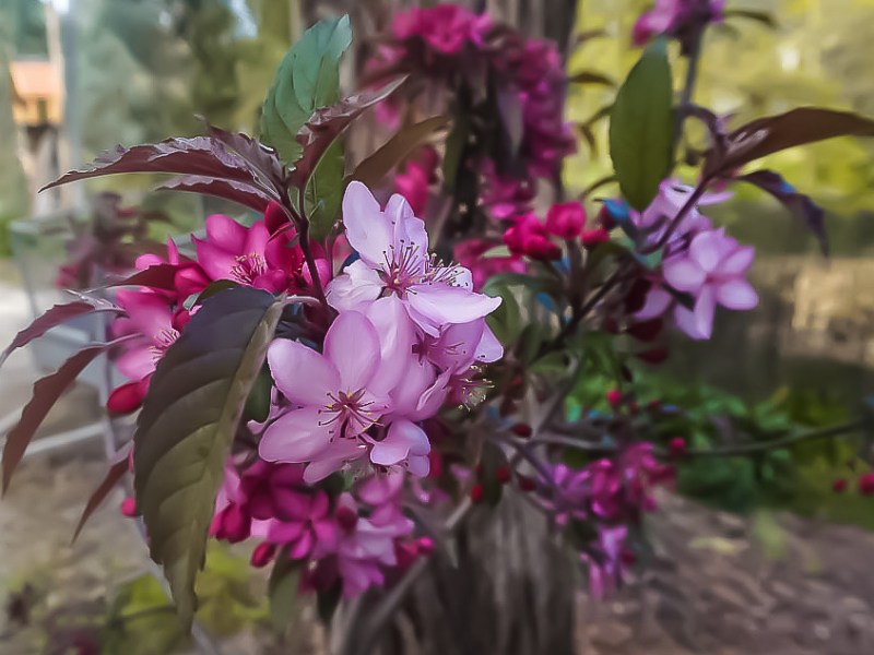 Crab Apples – and&nbsp;Pomegranites