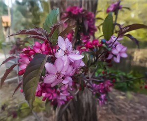 Malus 'Royal Raindrops - Crab Apple Blossom
