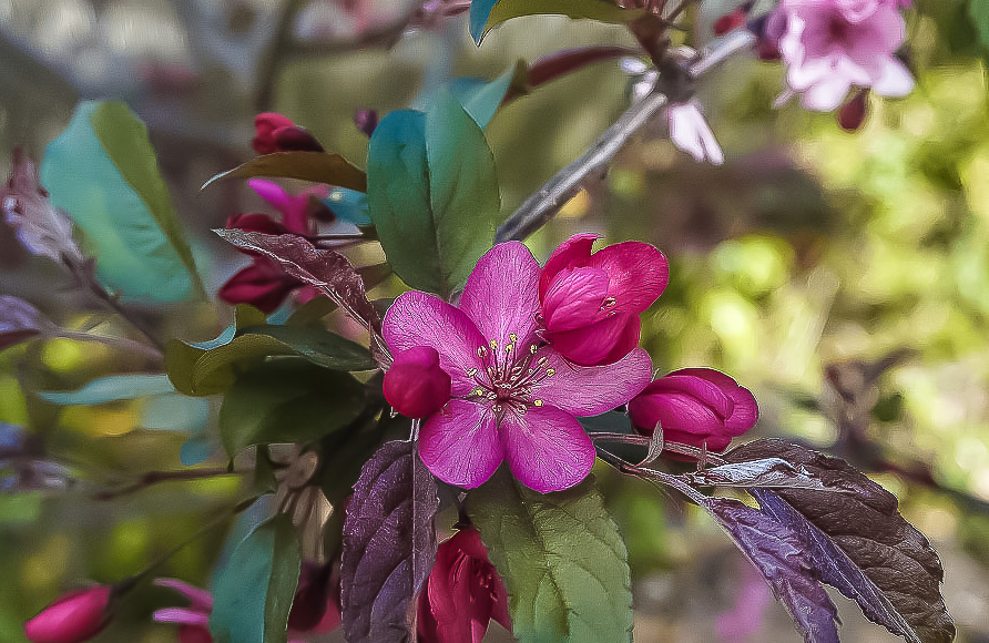 Malus 'Royal Raindrops - Crab Apple Blossom