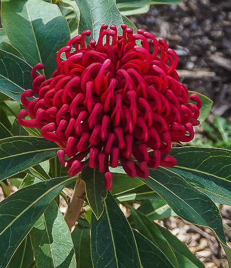 Waratah - New South Wales Native