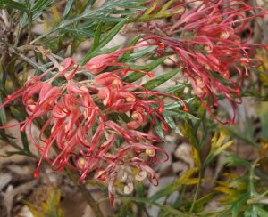 Grevillea - Kahili Flower