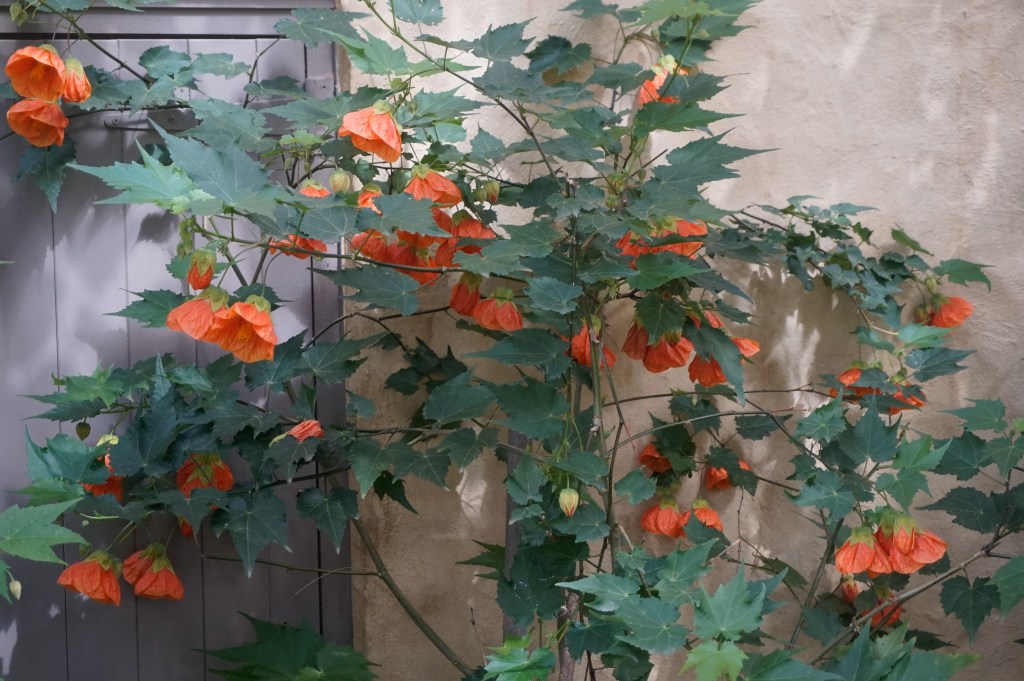 Abutilon - Orange