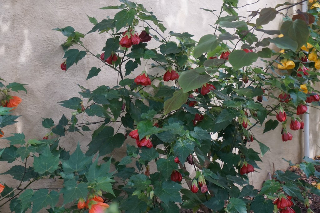 Abutilon – (Chinese Lantern) Various