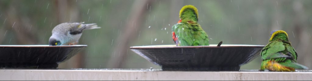 Rainbow Lorikeets – Larrikin&nbsp;Parrots!