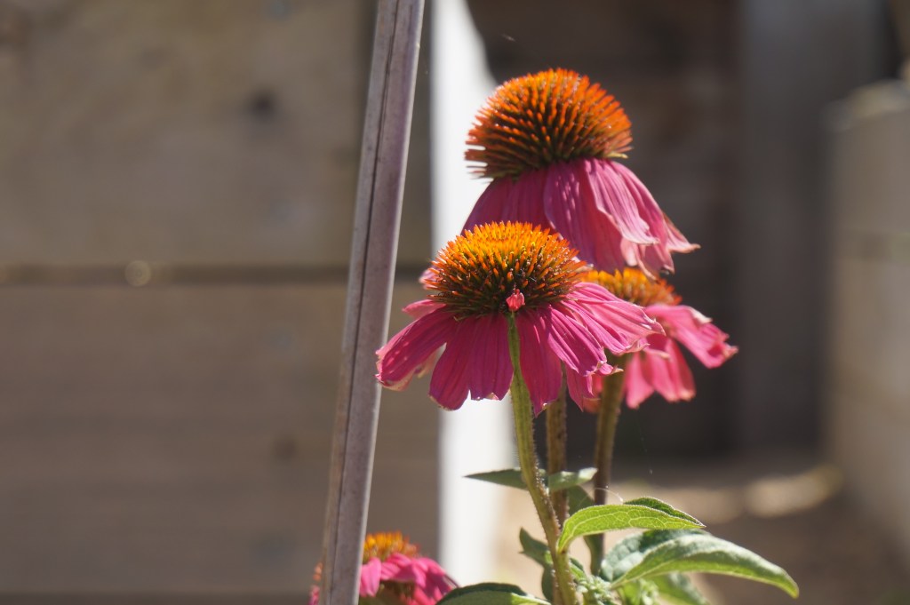 Echinacea - Coneflower
