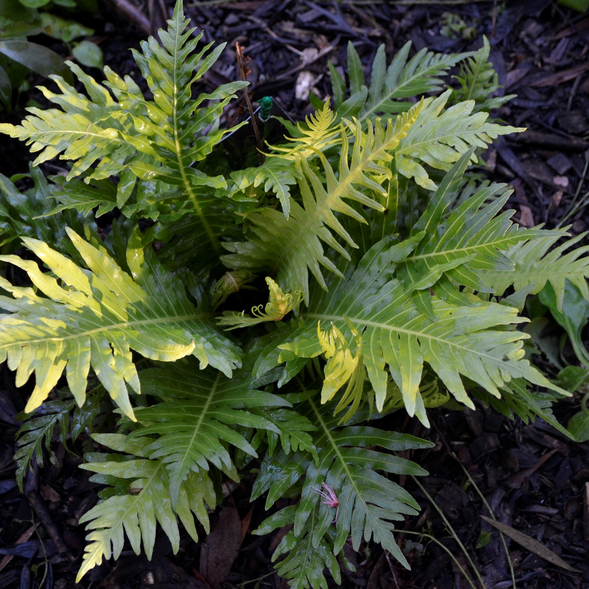 Blechnum Gibbin (Silver Lady) - Fern