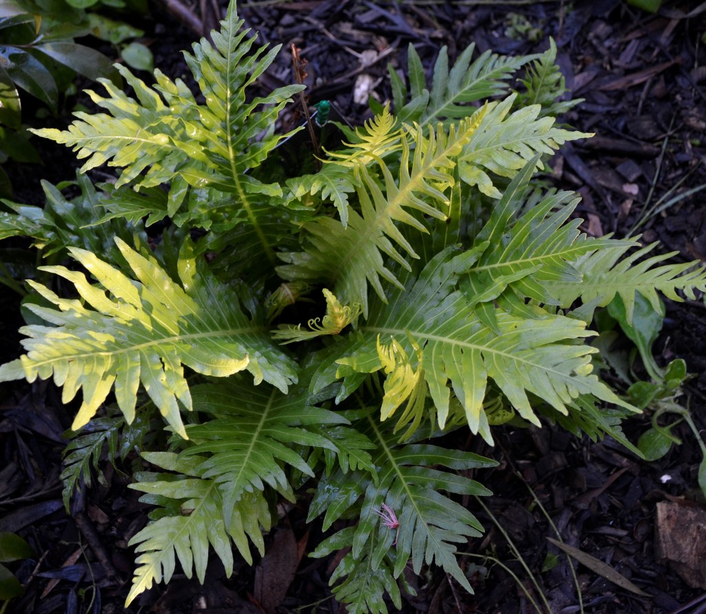 Blechnum Gibbin (Silver Lady) - Fern