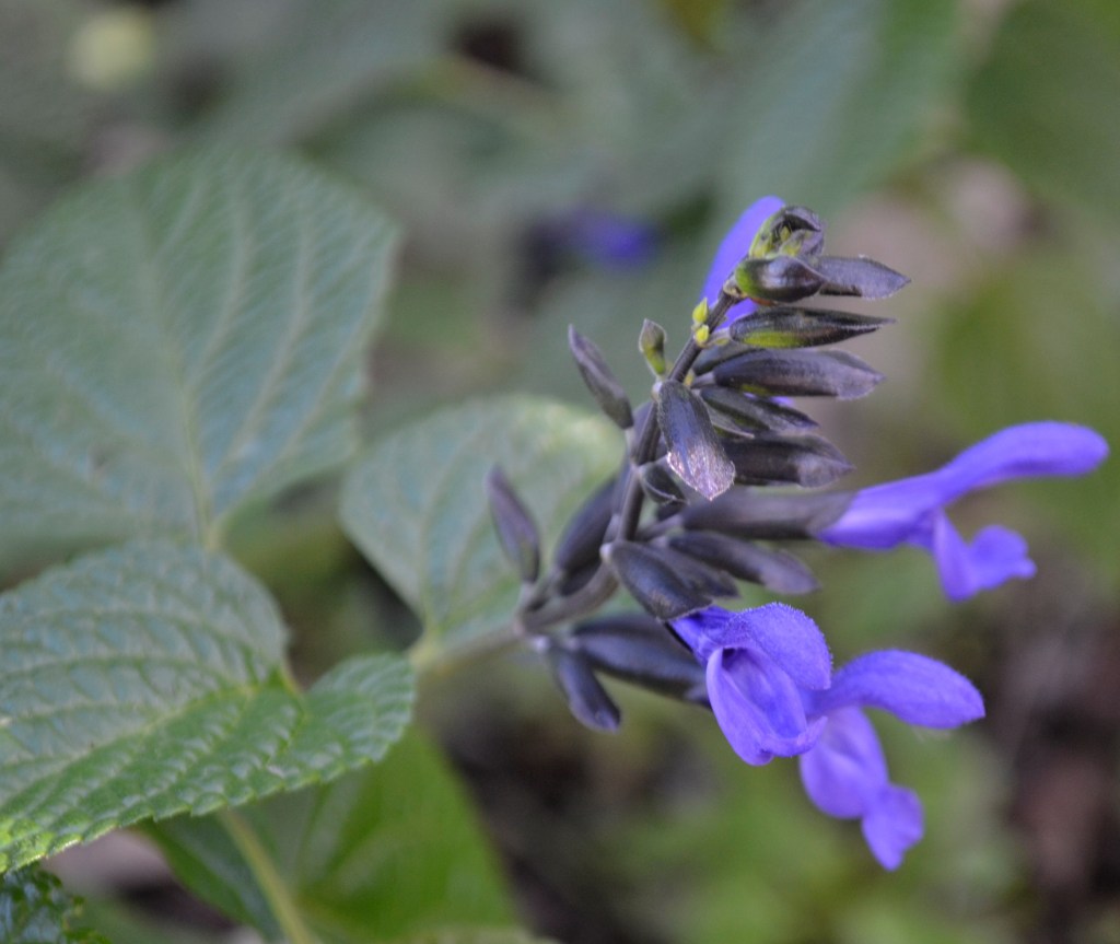 Salvias – simply the&nbsp;best!