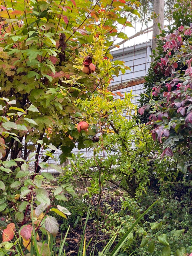 Pomegranate - before the birds get them
