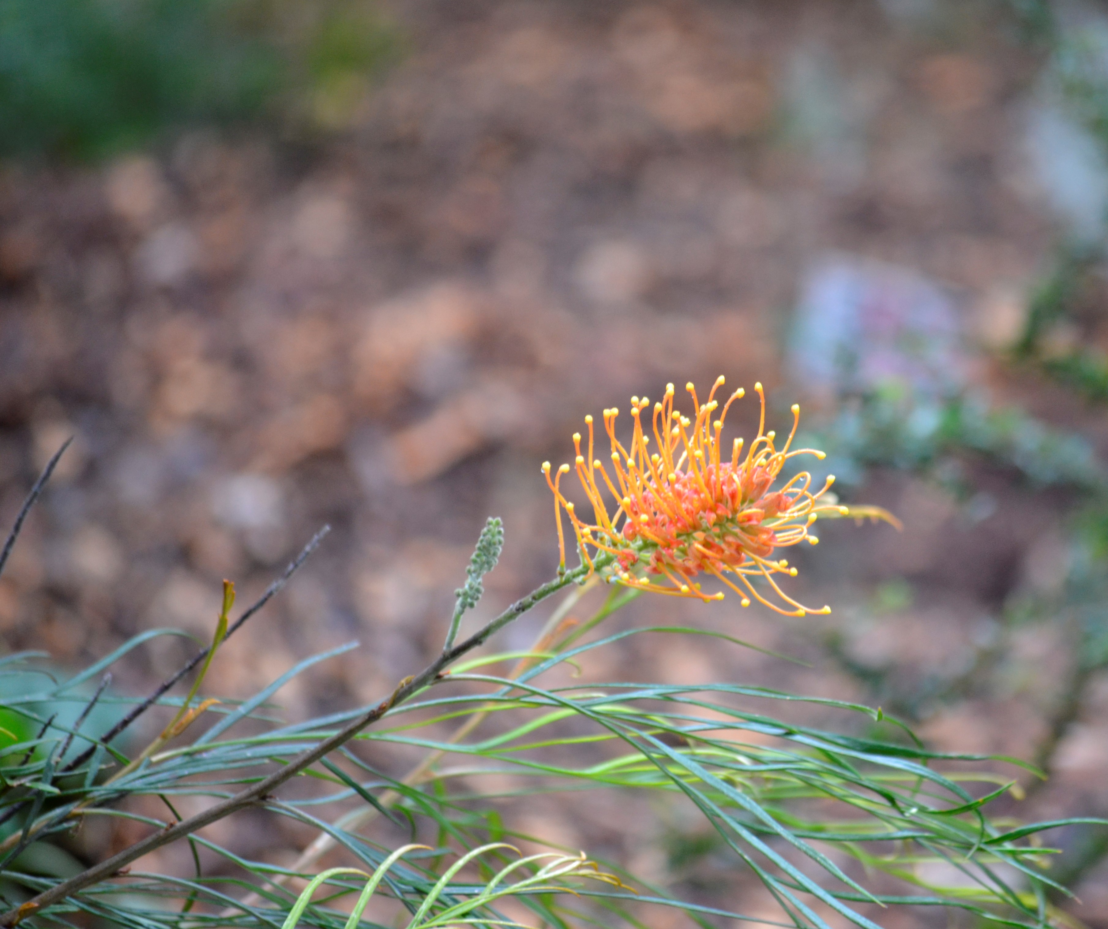 Grevillia robusta "silky-oak"