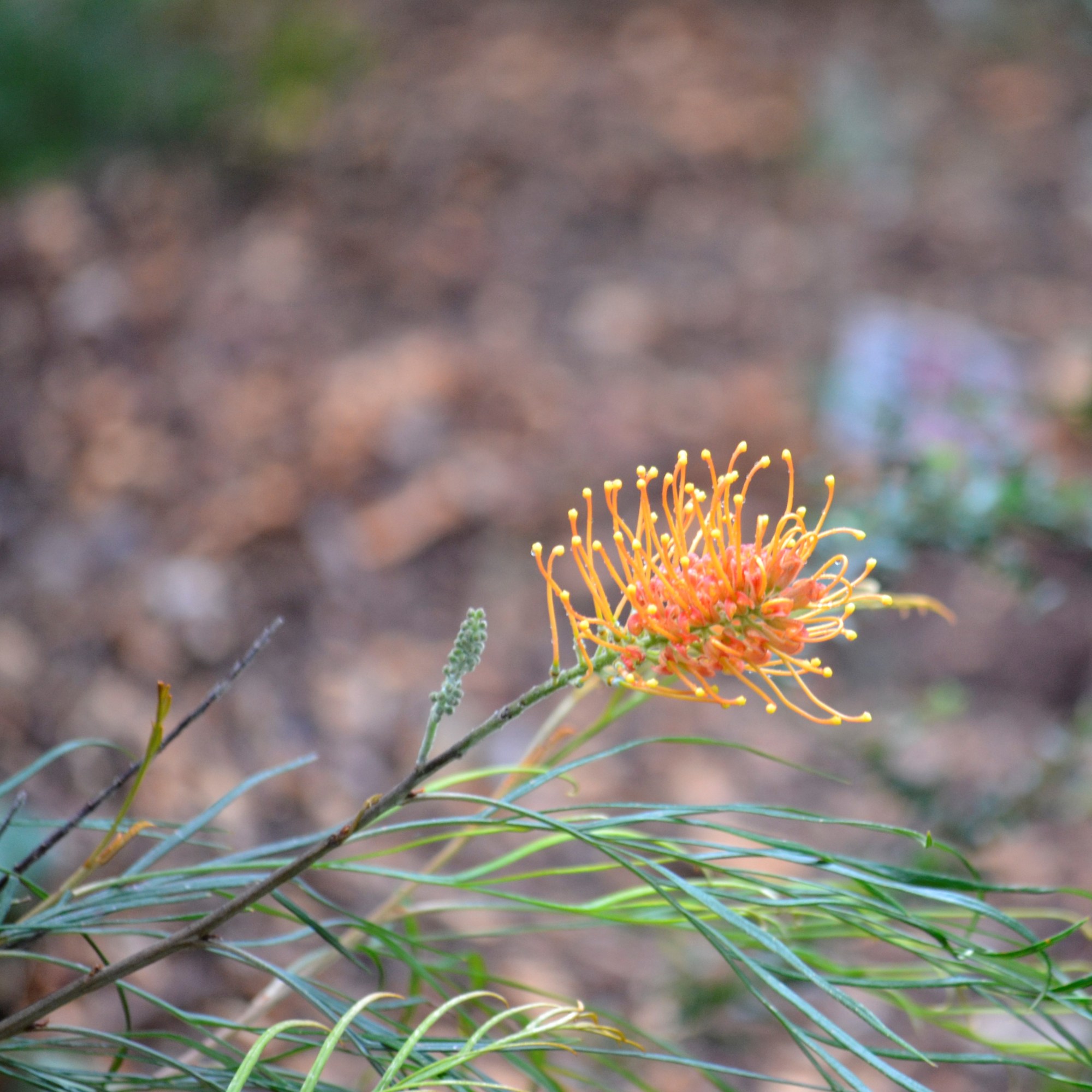 Grevillia robusta "silky-oak"