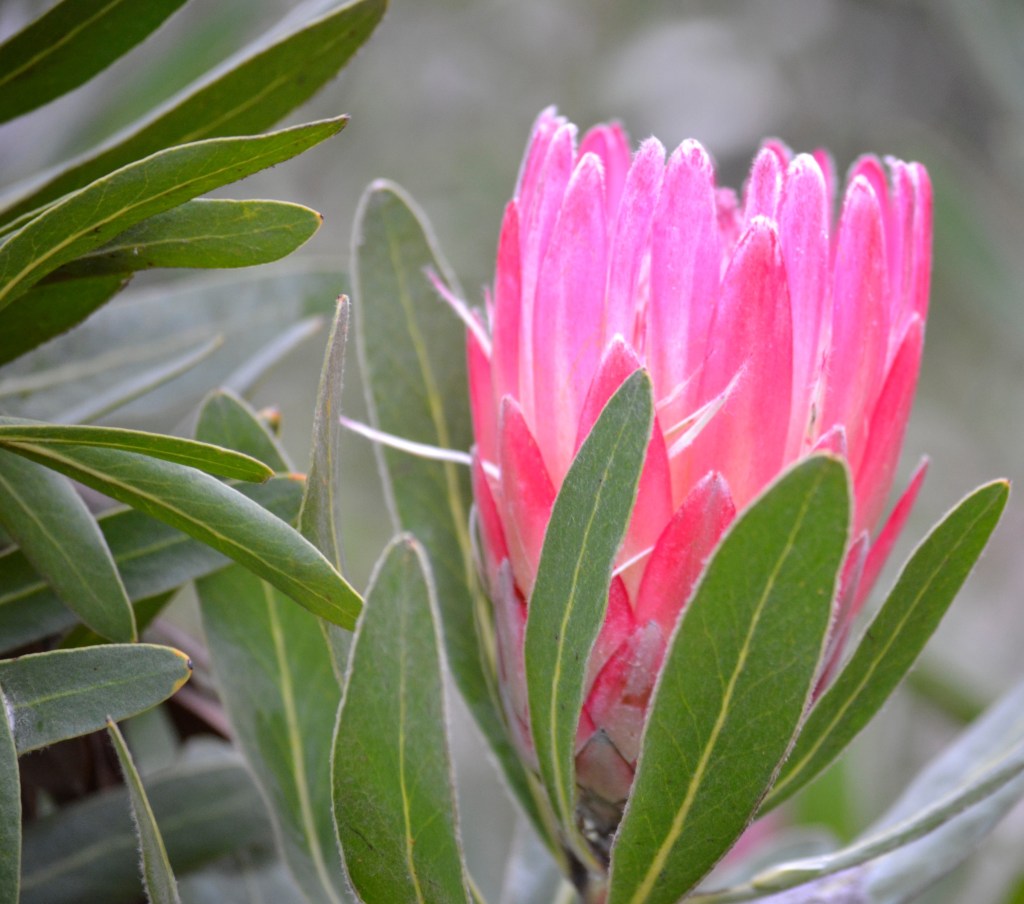 The “Welcome Beds” – via Protea&nbsp;Avenue