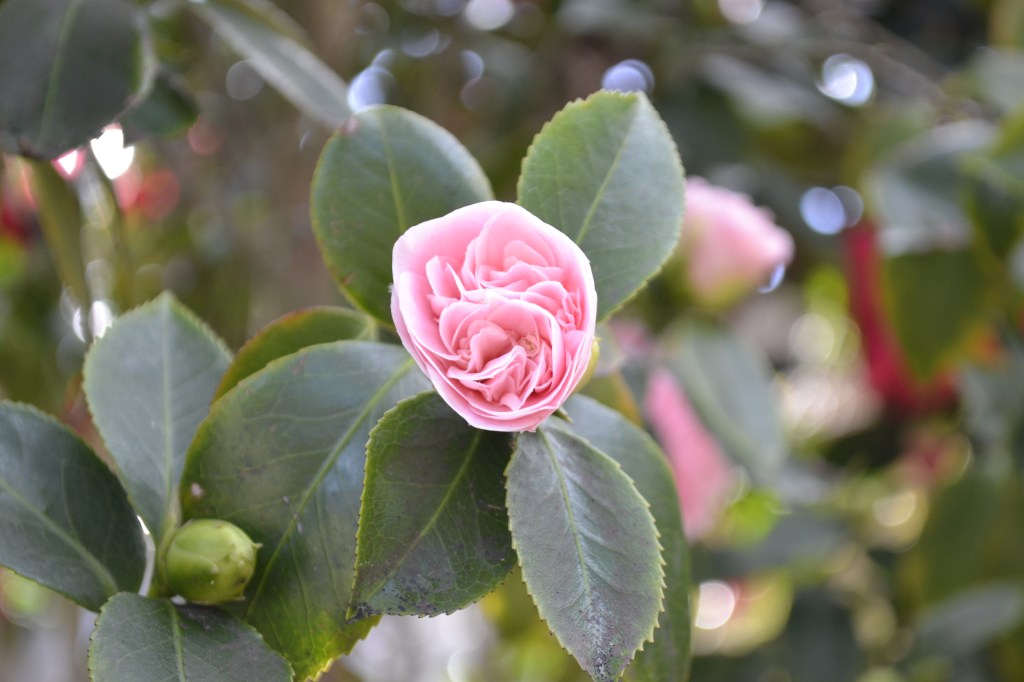 Camellia